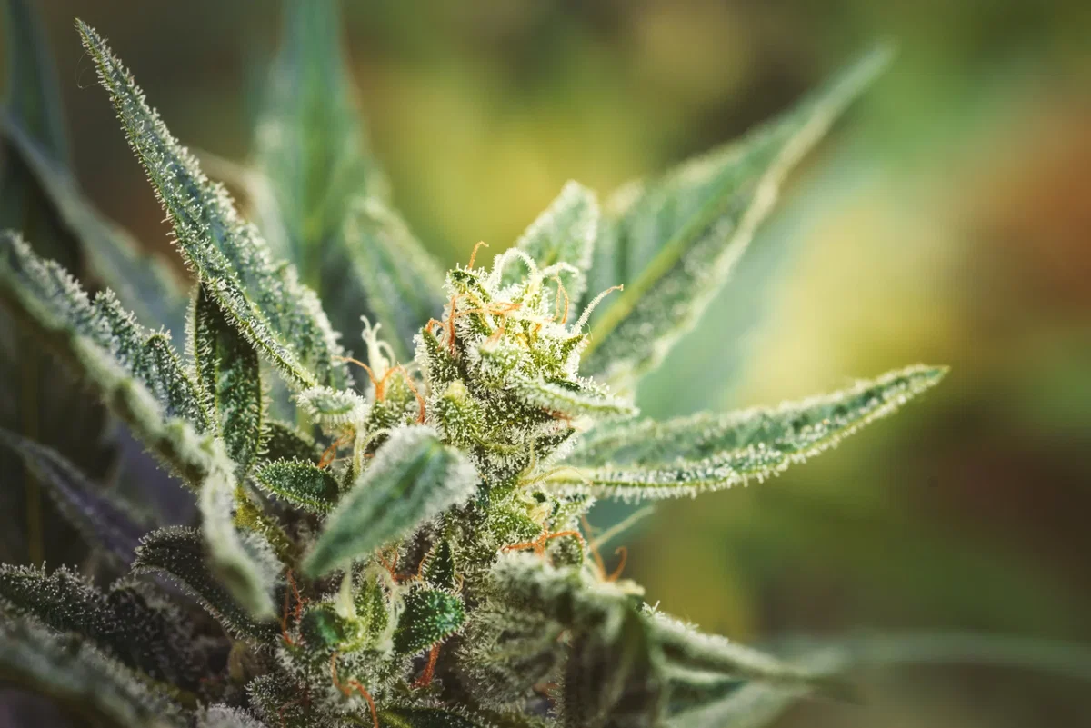 Cannabis Arzt München – ärztliche Beratung zu Cannabis auf Rezept in der Hausarztpraxis am Romanplatz
