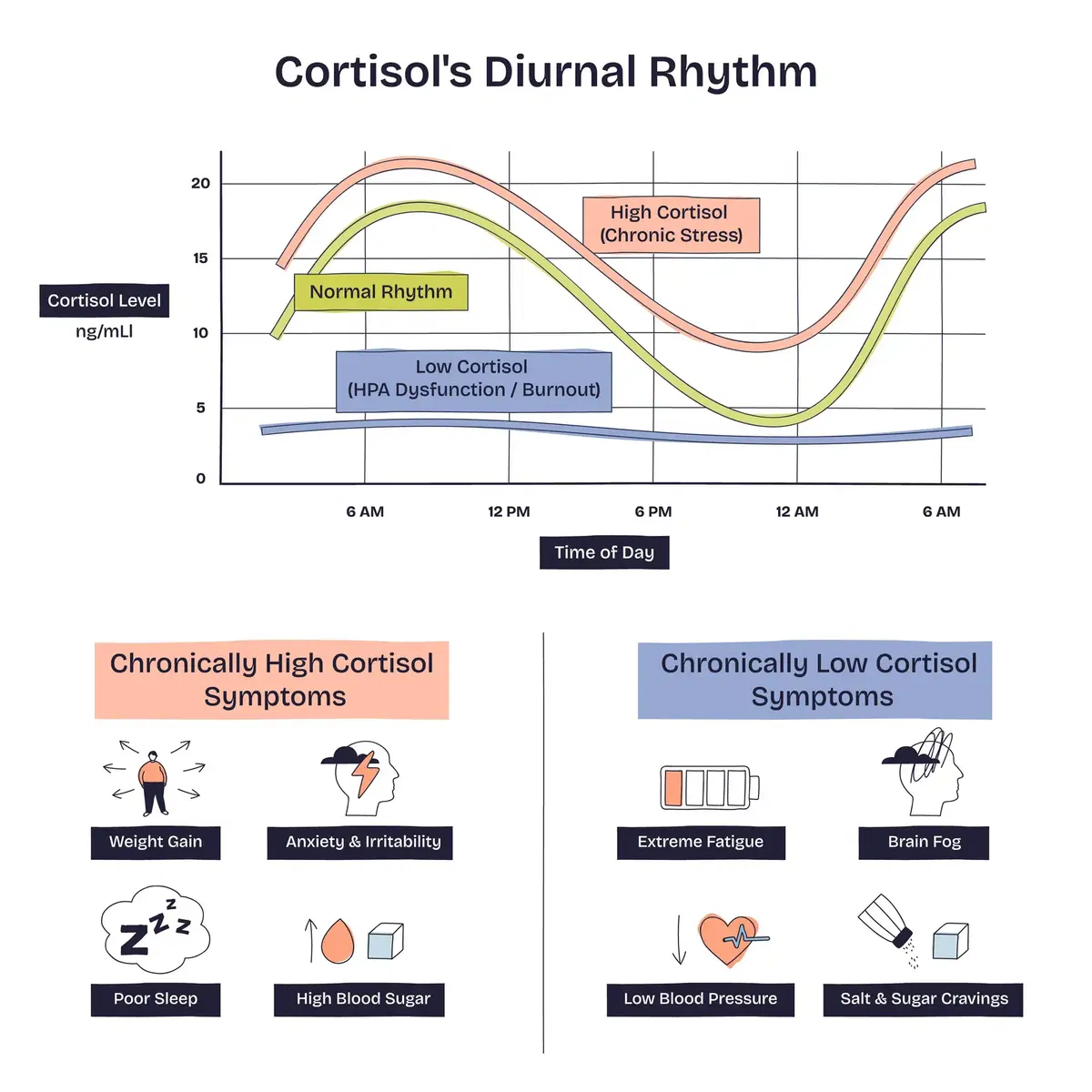 Tagesrhythmus des Stresshormons: morgendlicher Peak und niedriger Abendwert