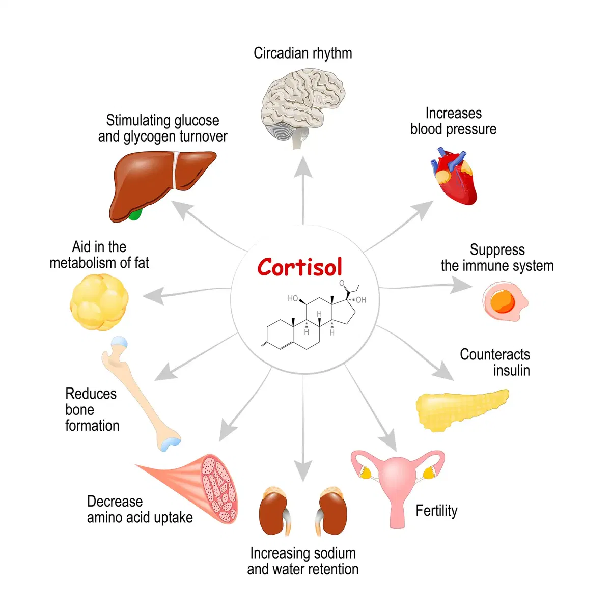 Cortisol senken: Symptome, Tagesprofil & Tests – Hausarzt erklärt