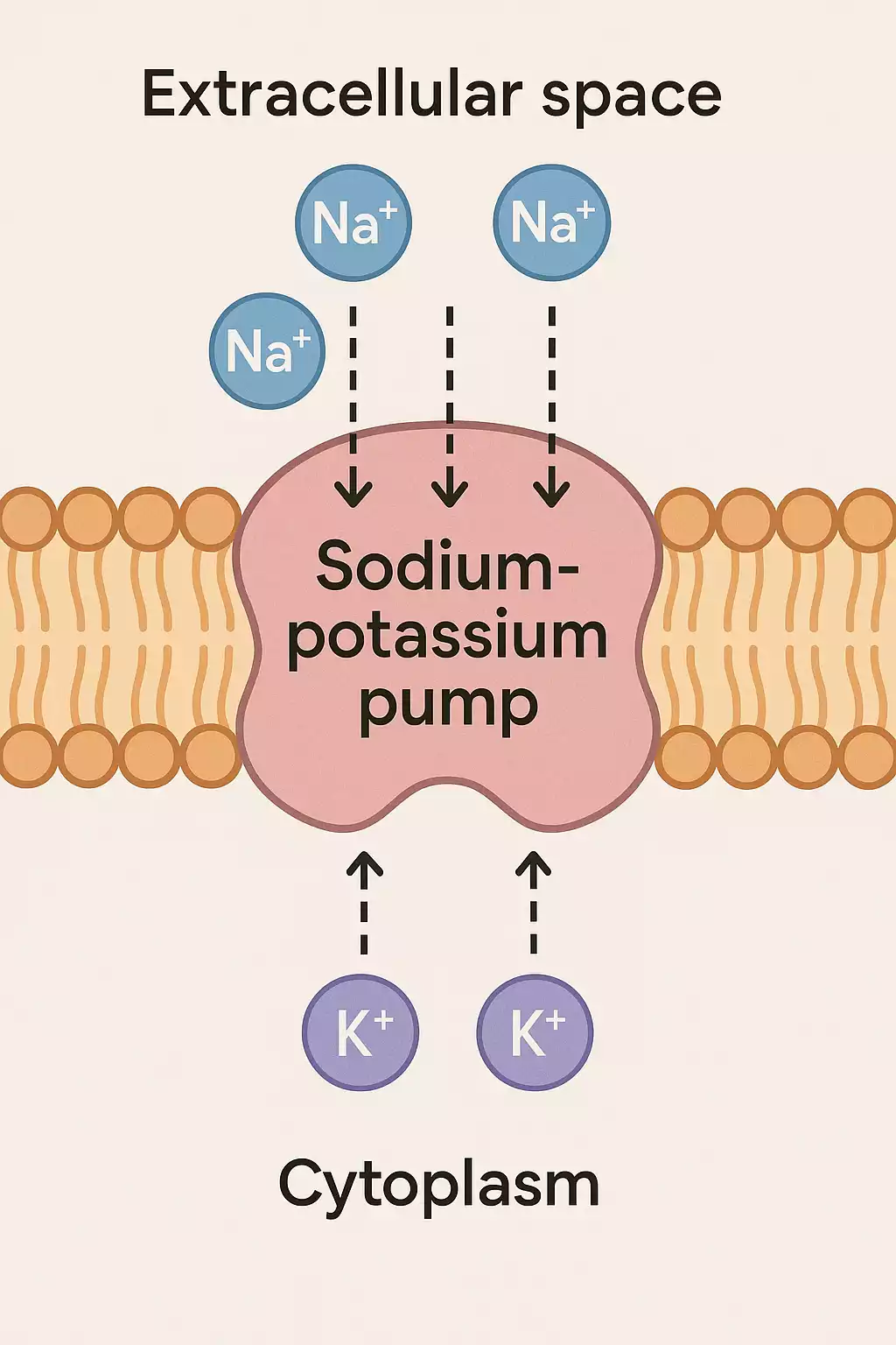 Natrium Kalium Pumpe und Elektrolyt-Balance verständlich erklärt